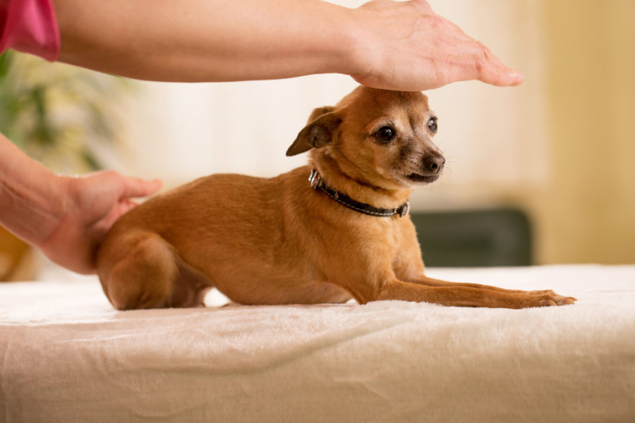 Ways to detect and reduce pain in aging dogs and cats