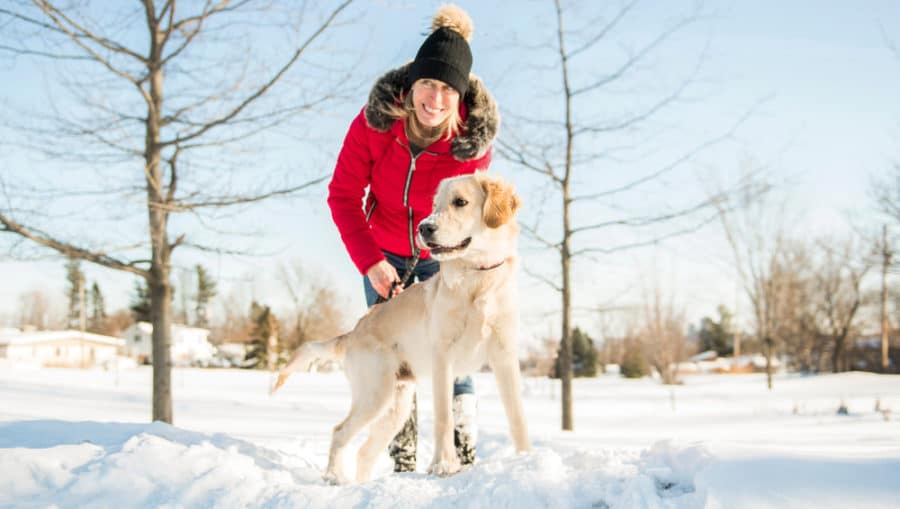 Why it’s important to maintain your dog’s walking routine during the holidays