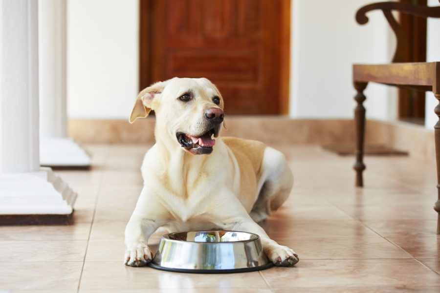 Understanding the importance of taurine and L-carnitine for dogs