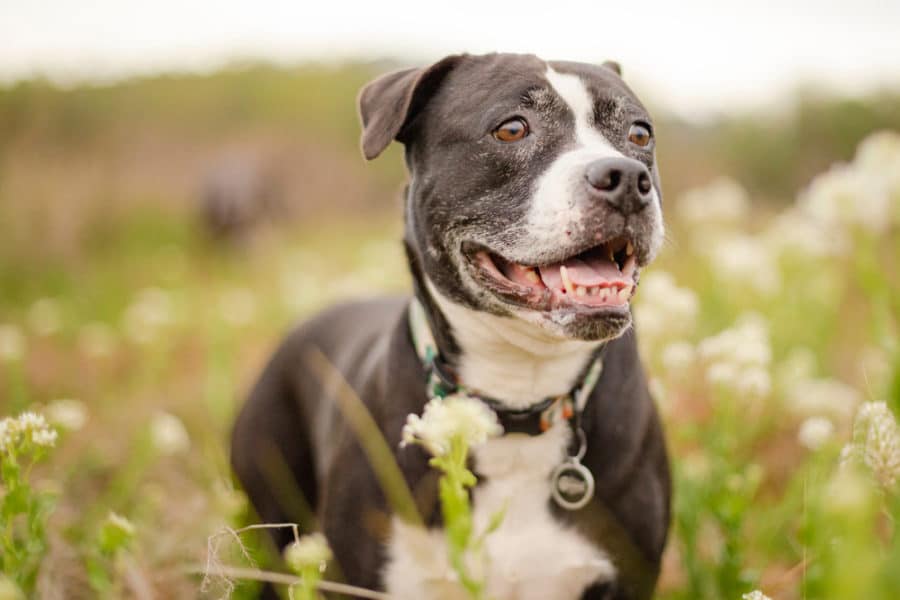 8 steps to keeping your senior dog young