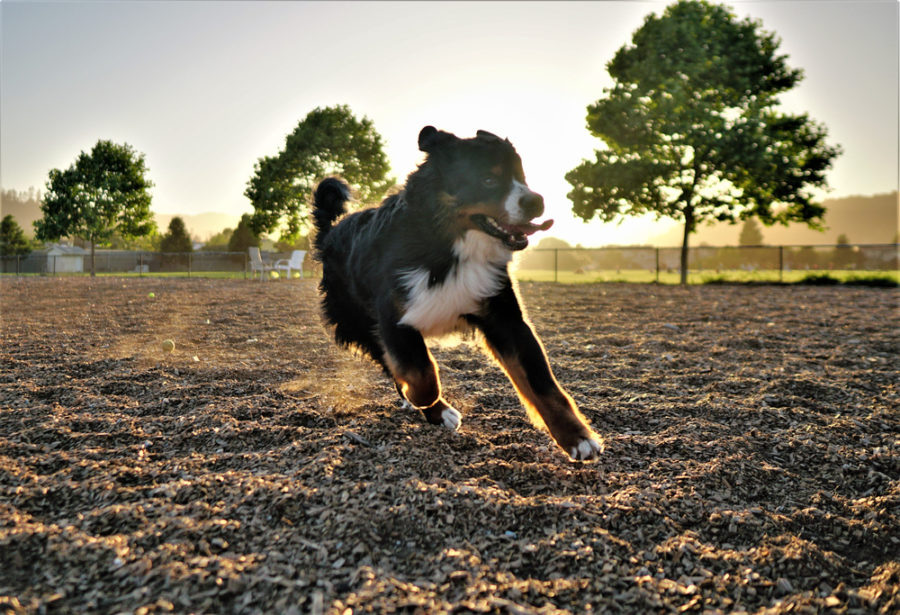 How to satisfy your working dog’s instincts