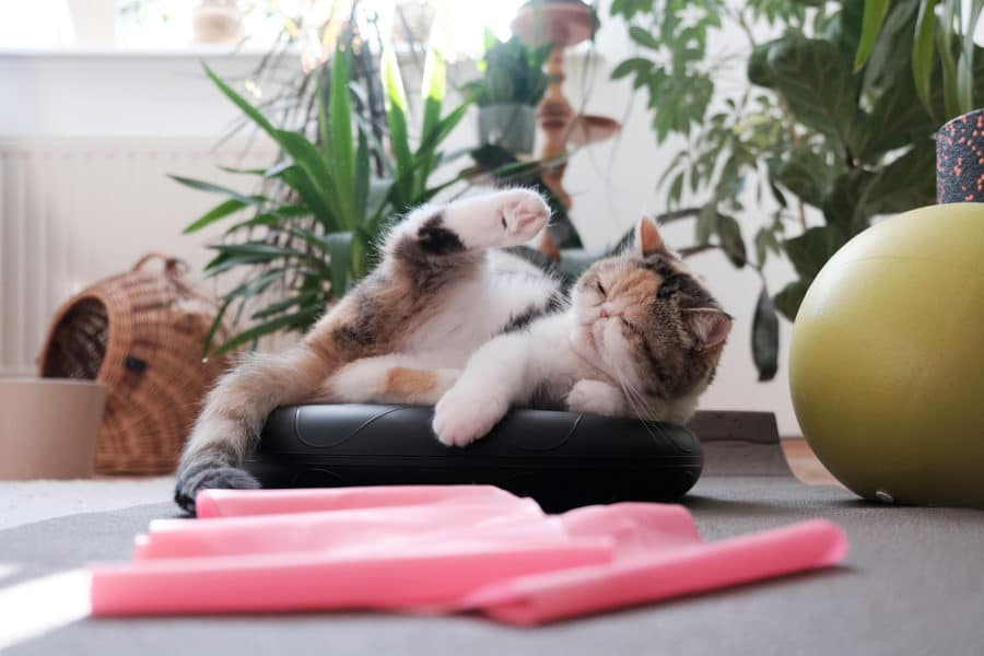 How much exercise does your cat really need?