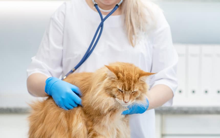 Top 4 health concerns in cats