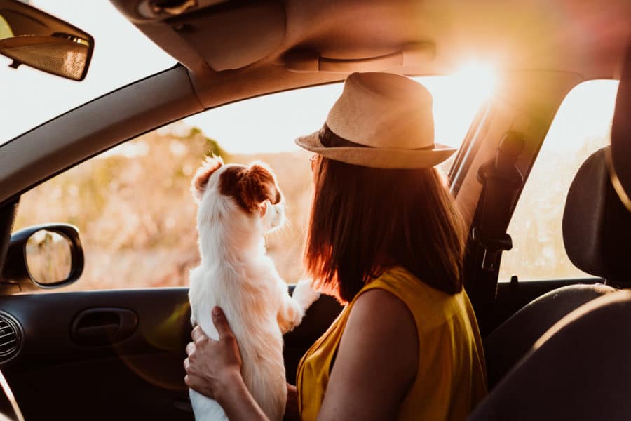 How to get out and about with your dog safely this summer