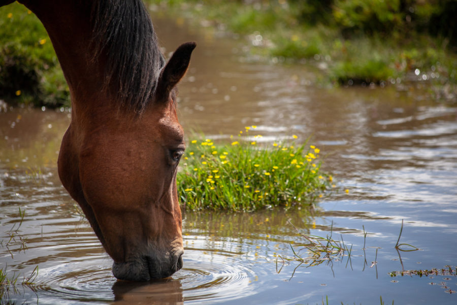 Hidden toxins around your farm