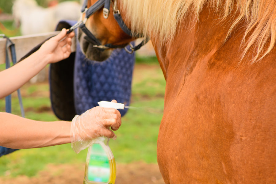 Fly repellents and grooming products for horses