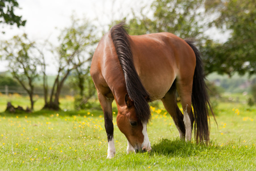 Is your broodmare getting the nutrition she needs?