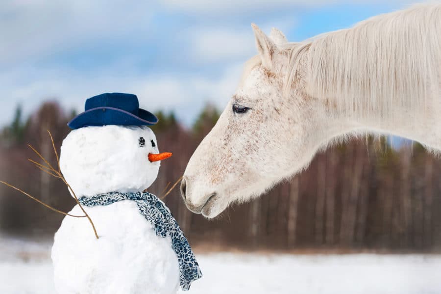 Winter feeding for horses