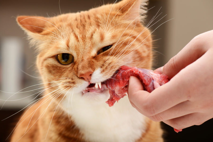 Why cats have to eat meat