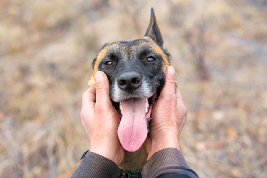 Dog and human brains process faces differently