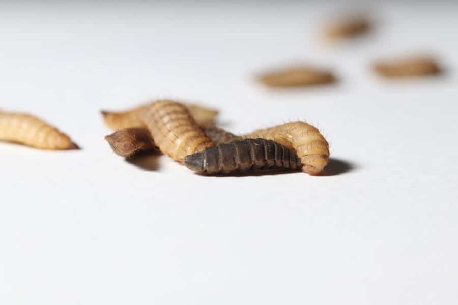 Black soldier-fly-based dog food -- a novel protein that’s both nutritious and sustainable.