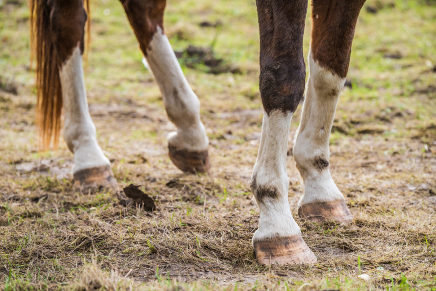 Rehabbing a laminitic horse -- the natural way