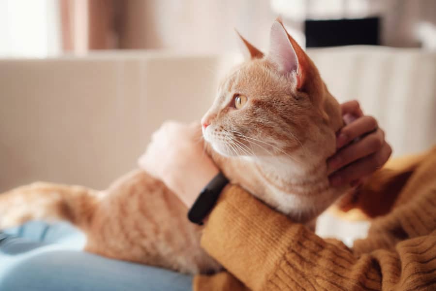 6 ways to calm a stressed cat