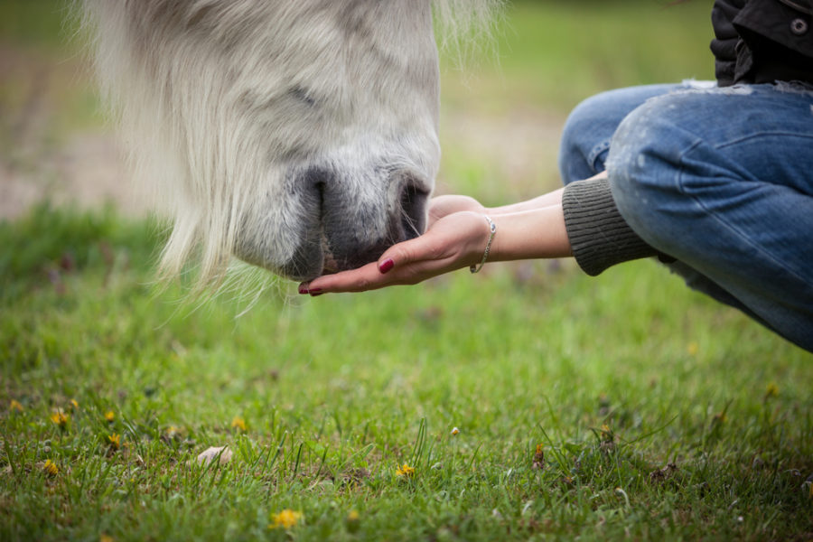 Preventing colic