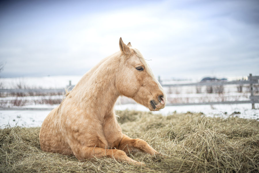 Study explores risk factors of colic