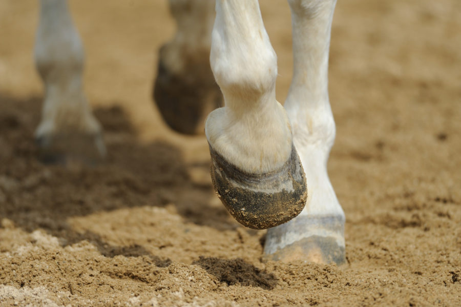 Does your horse have a hoof deficiency?