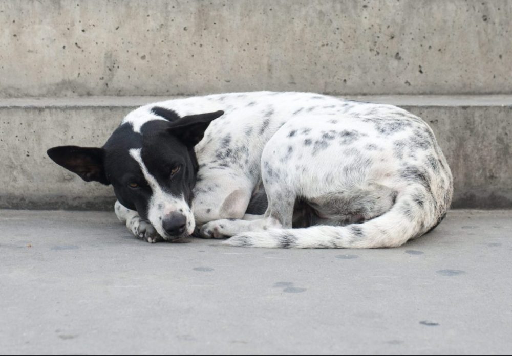 how acupressure can help abandoned dogs