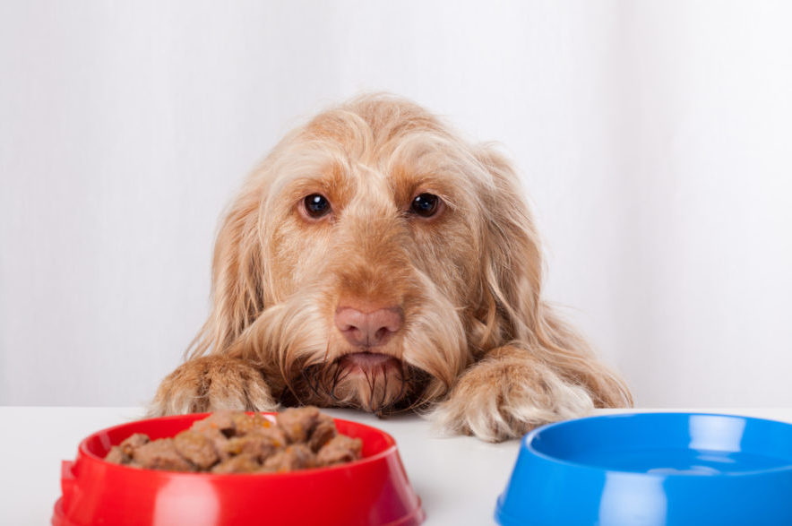 How your pet’s brain and body regulate his appetite