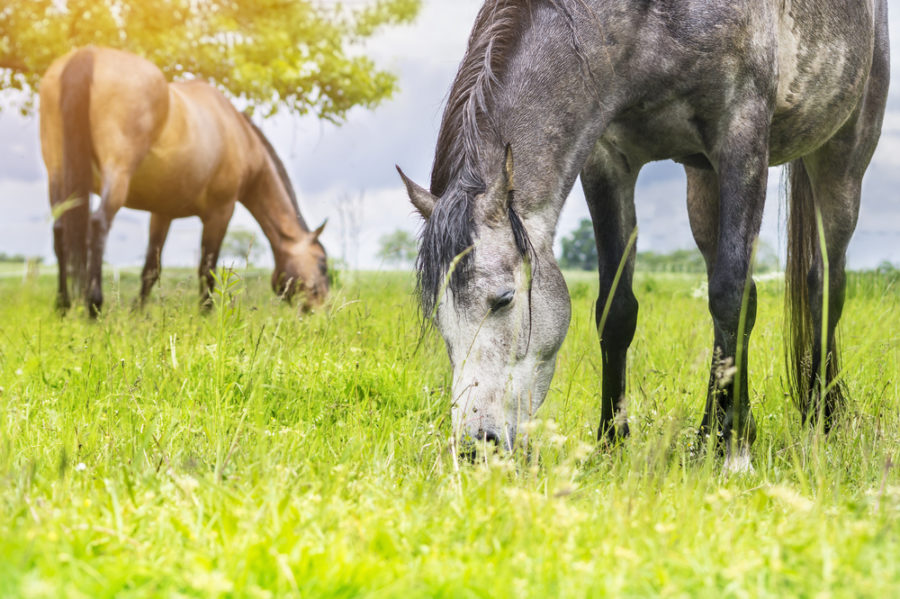 Your horse’s gut-brain connection