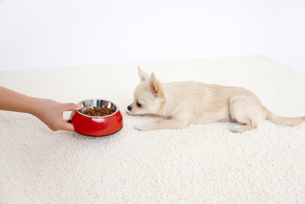 Are you buying the right dog food?