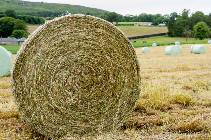 Quality control: checking your horse’s hay and haylage