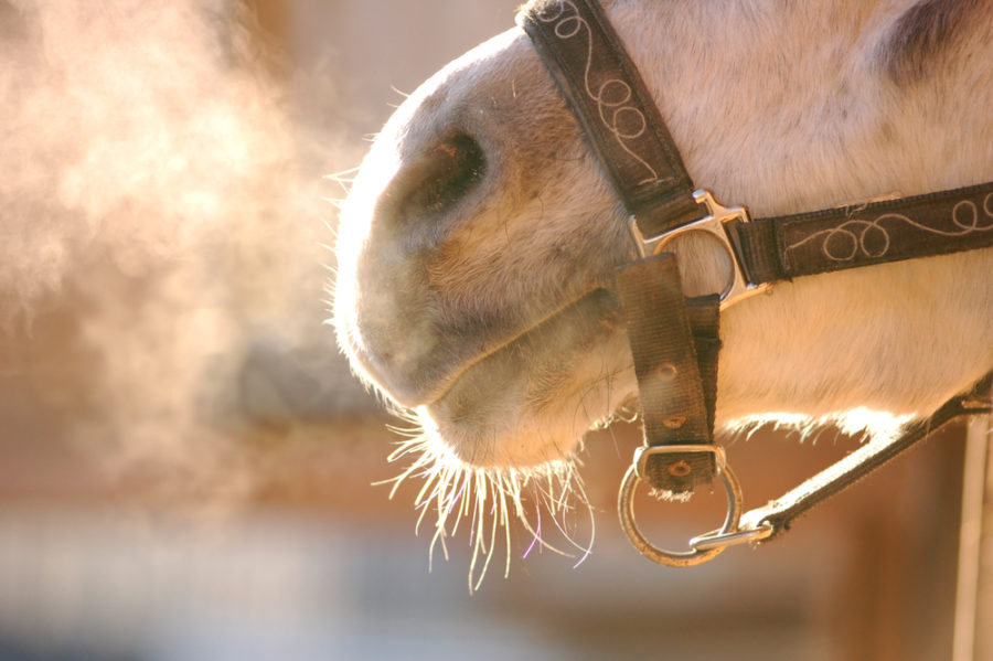 Respiratory problems in horses