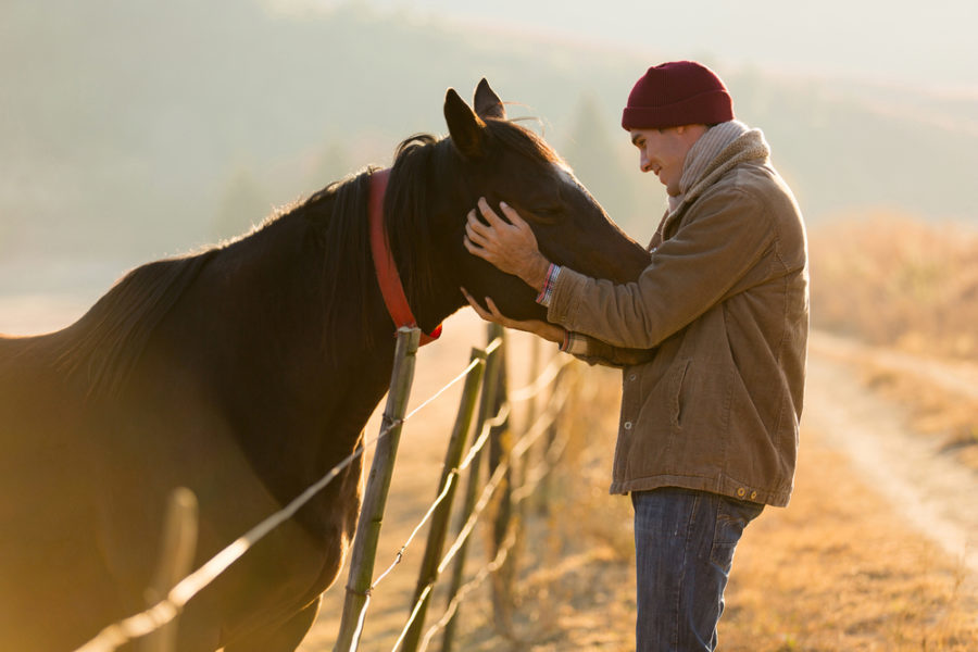 Prioritize quality when considering equine CBD supplements