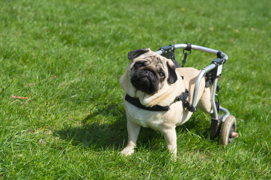 3 ways to optimize quality of life for dogs with physical disabilities