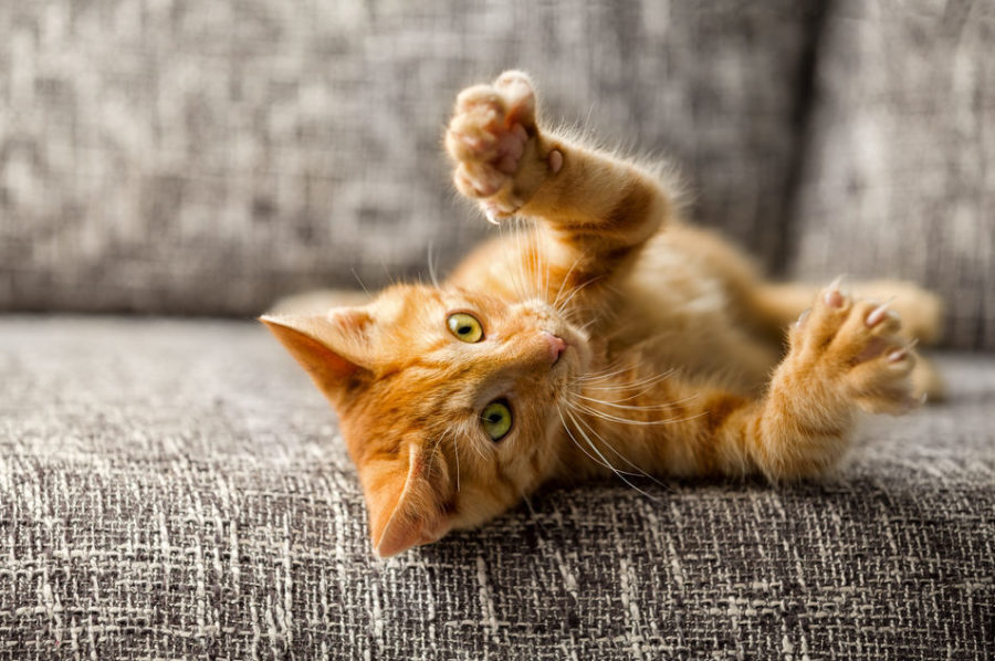 The declawing ban – its time has come!