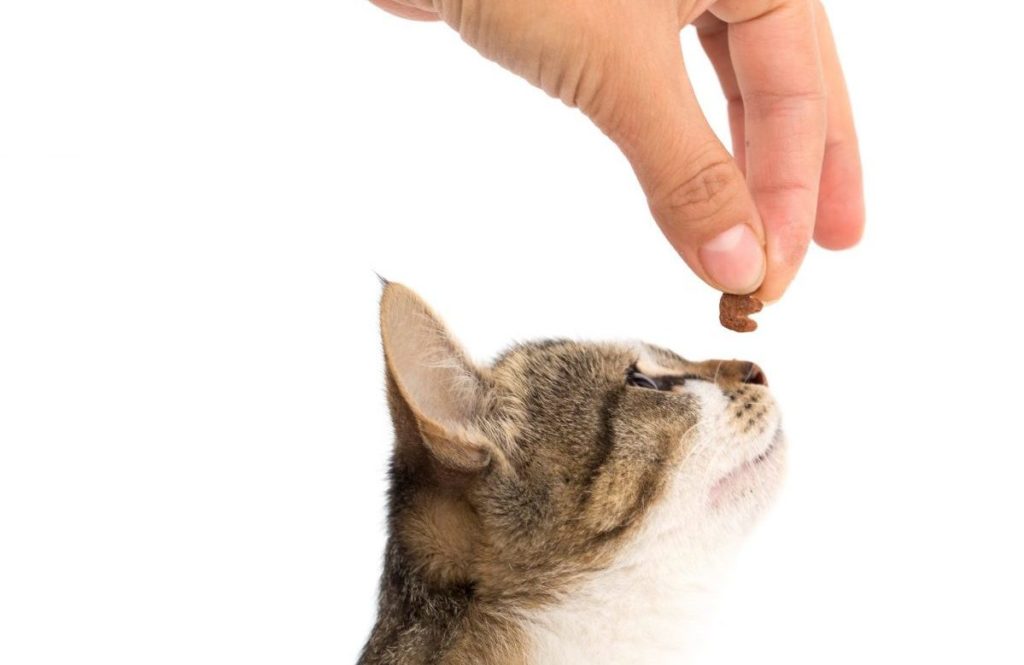 treats for your cats teeth