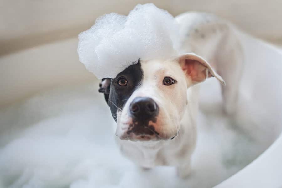 A natural and effective solution for smelly dogs and cats