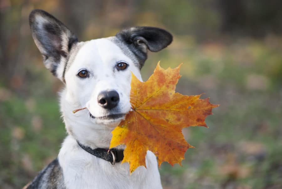 Fall immune and allergy nutritional support for companion animals