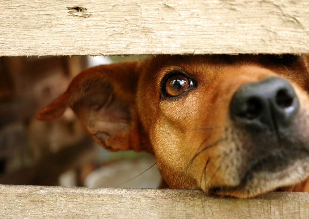 Why does your dog keep escaping from the yard?