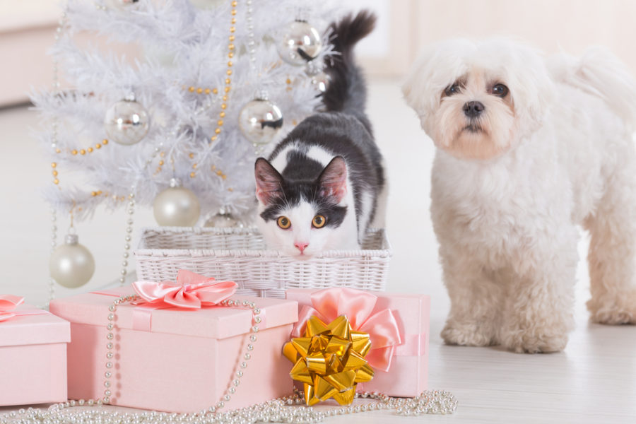 Keeping dogs and cats safe during the holidays