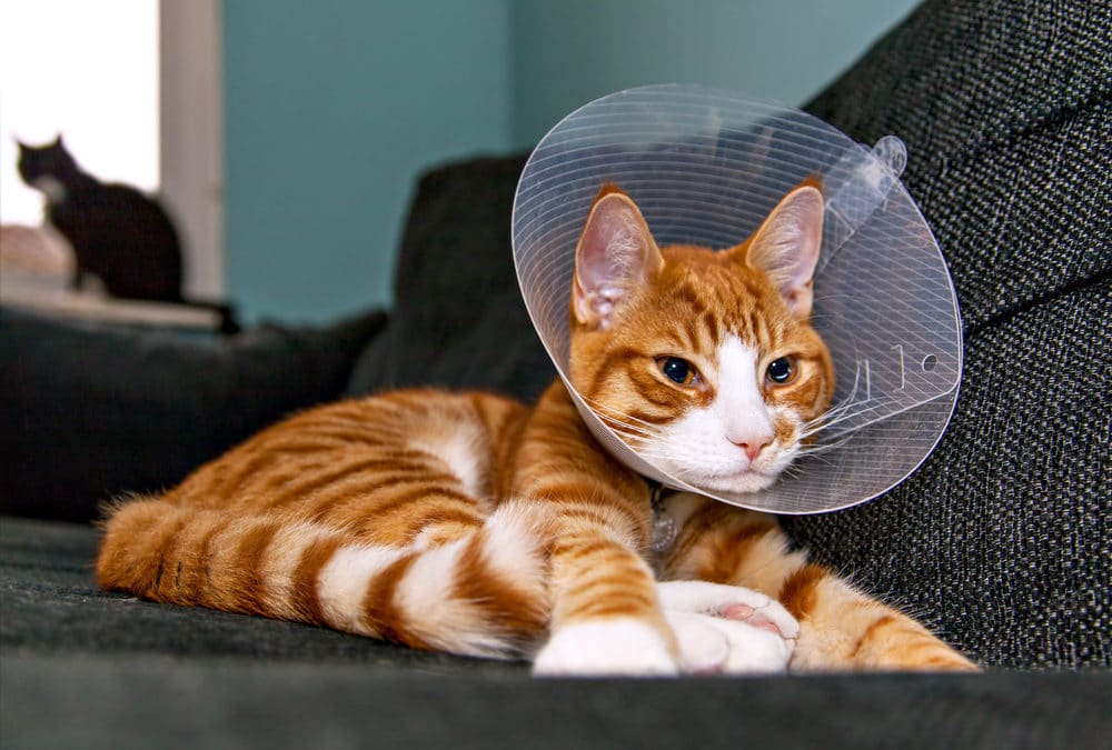 Caring for your cat after surgery