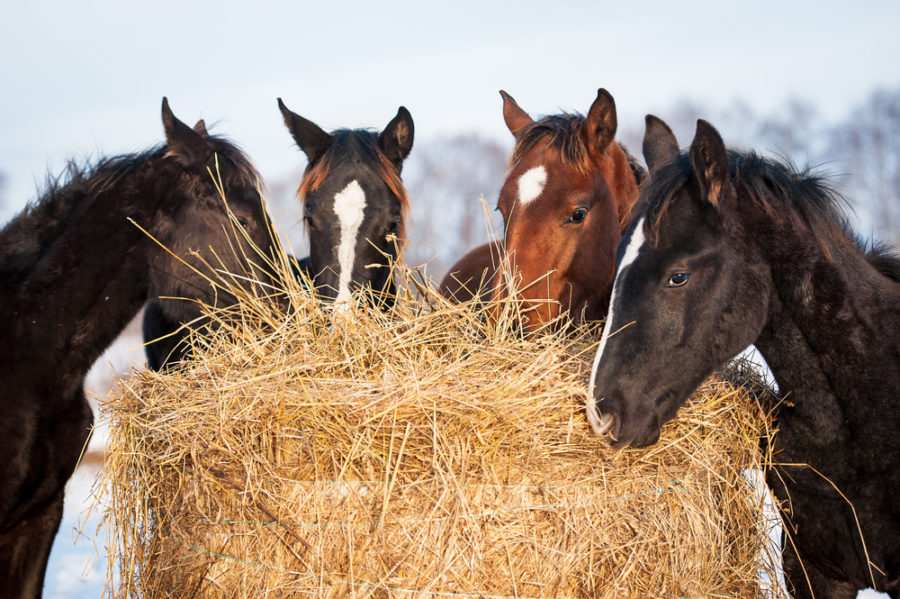 Winter feeding tips for horses