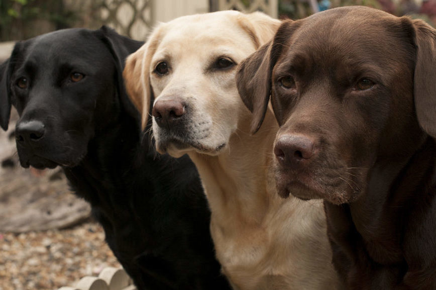 Labs are still America’s favorite dog!