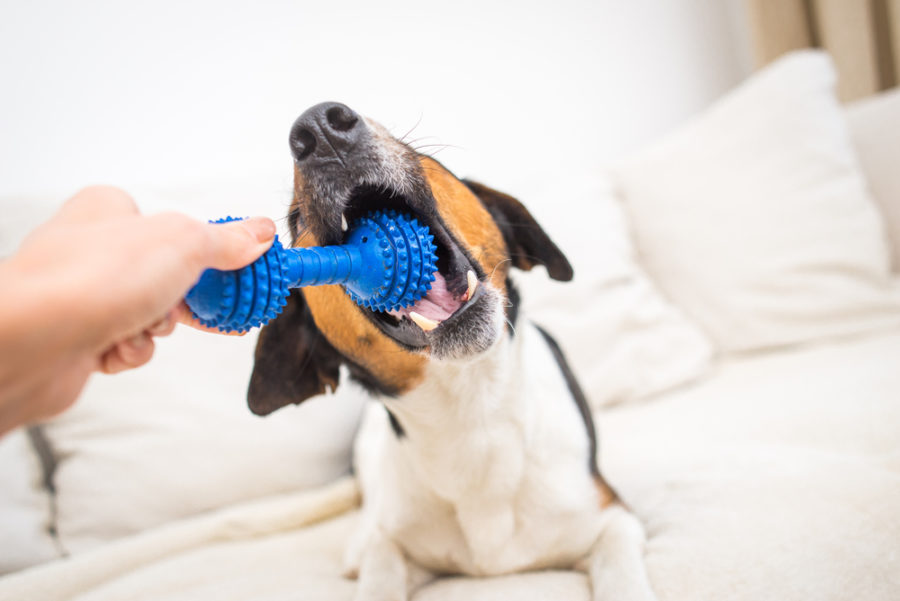 Recognizing safe toys for your dog