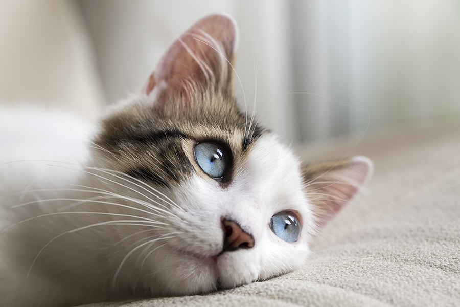 Updated feline retrovirus guidelines