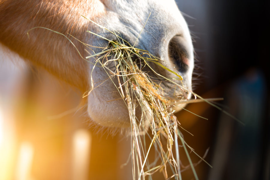 The slow feeding movement