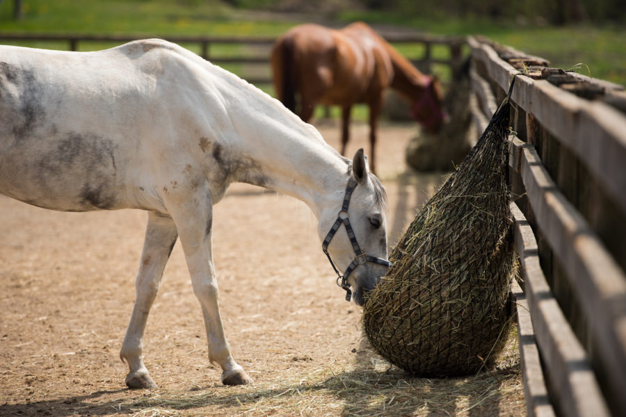 Study confirms exercise benefits for dieting horses