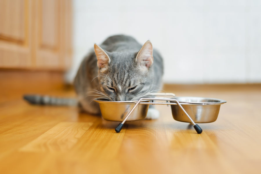 Benefits of raised feeders for cats