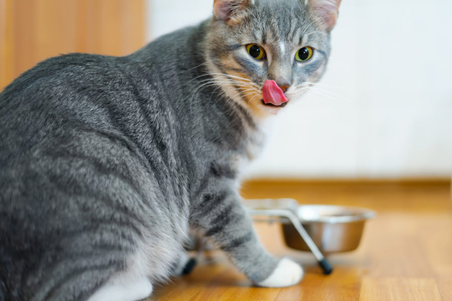 How the right food and supplements can help cats with Chronic Kidney Disease (CKD)