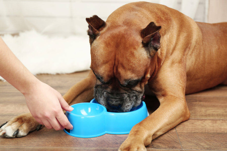 Common supplements for dogs and cats