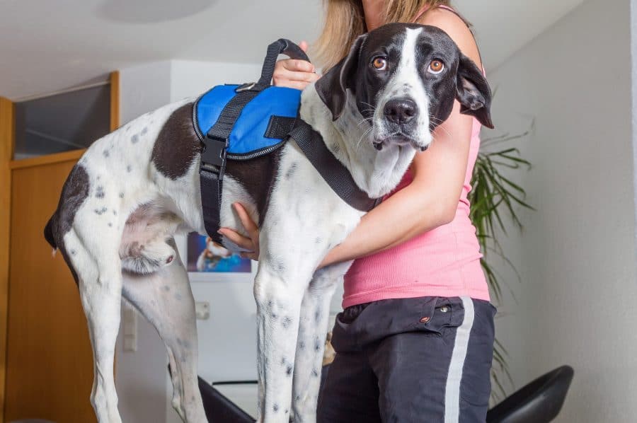 Selecting physical rehabilitation products for your canine patients