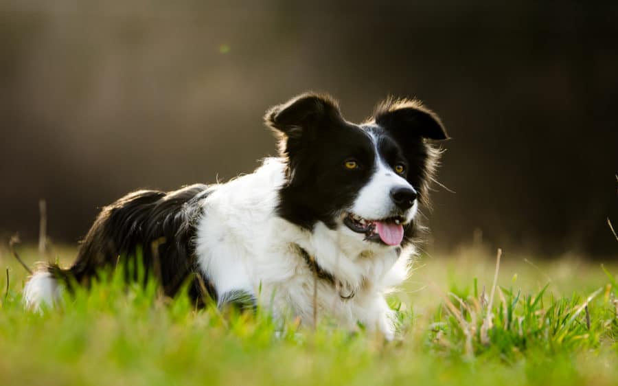 Is a herding dog right for you?