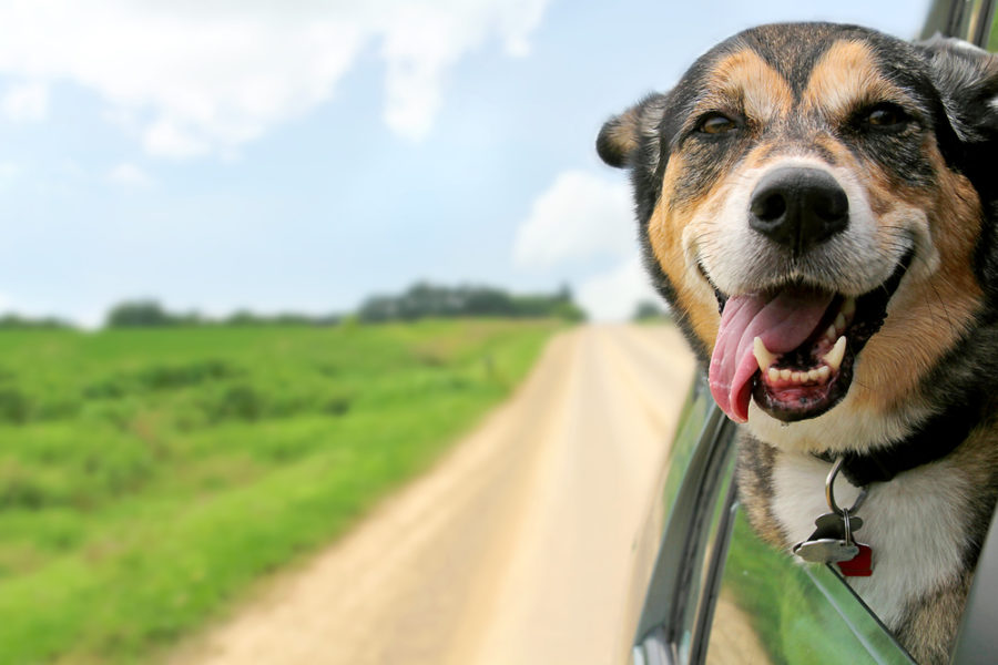 10 travel essentials for road tripping with your dog