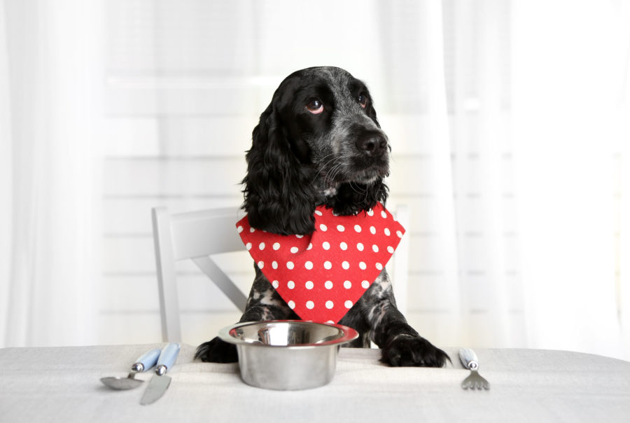 Top 4 nutrition tips for senior dogs