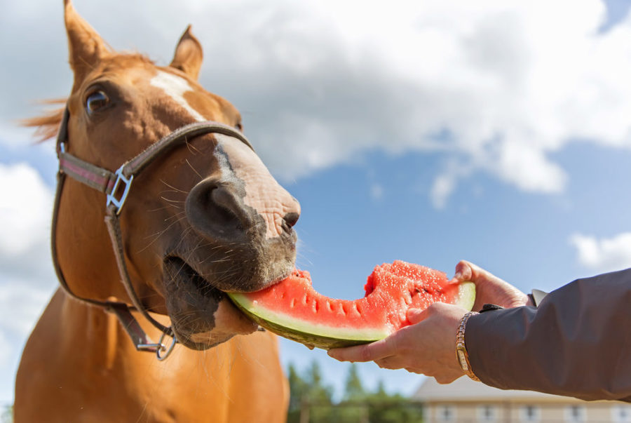 6 fruits and veggies you can share with your horse