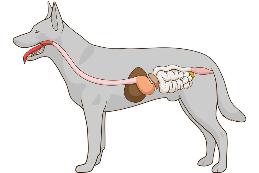 Your dog’s microbiome